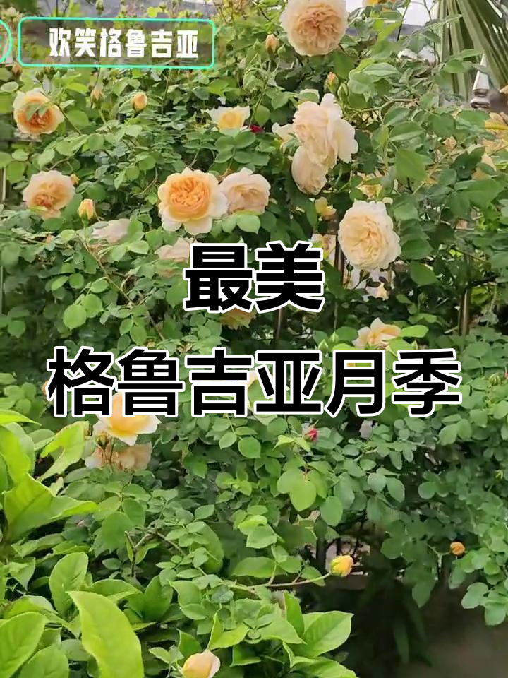 欢笑格鲁吉亚月季:藤本之爱,最美花型