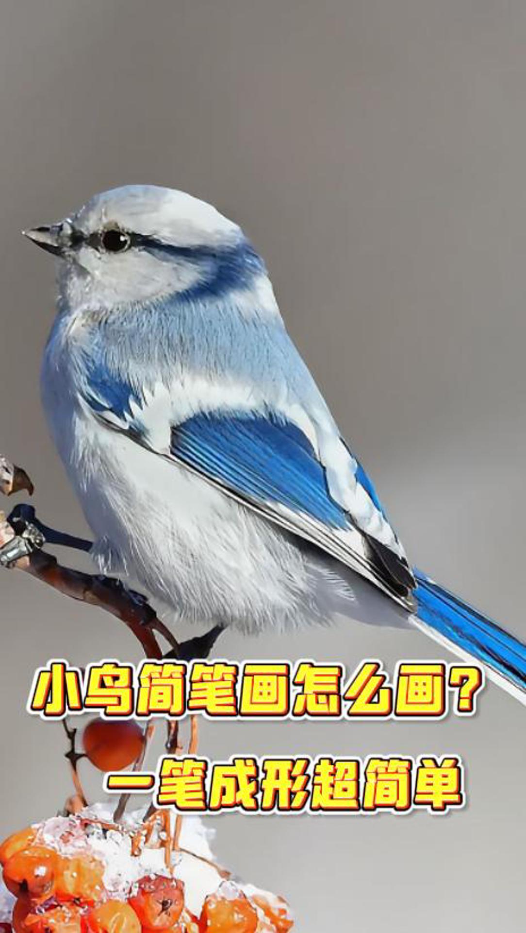 小鸟简笔画怎么画?一笔成形超简单