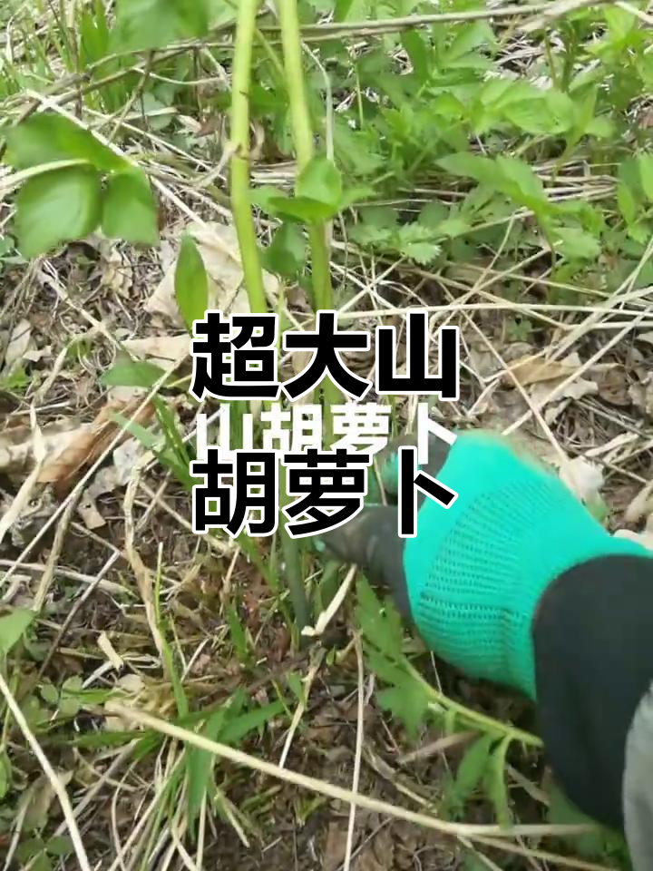 山胡萝卜秧子大得惊人,黄土高原的宝藏