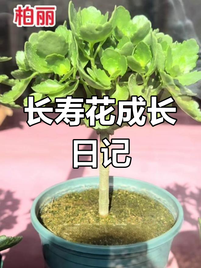 长寿花的生长过程图片