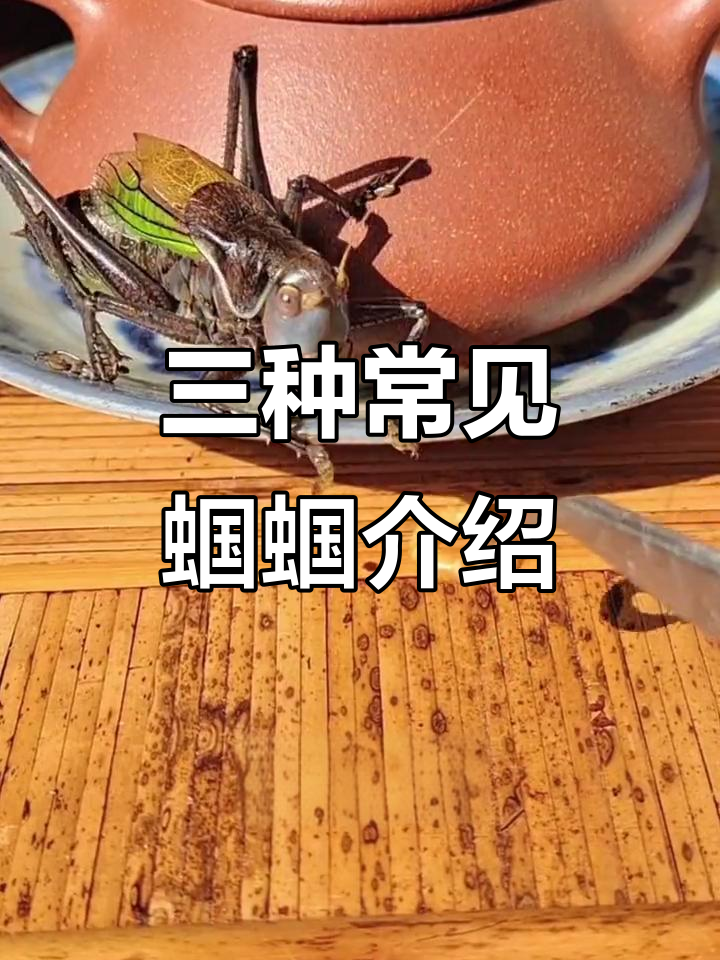 蝈蝈三大种类揭秘,鸣虫文化大赏