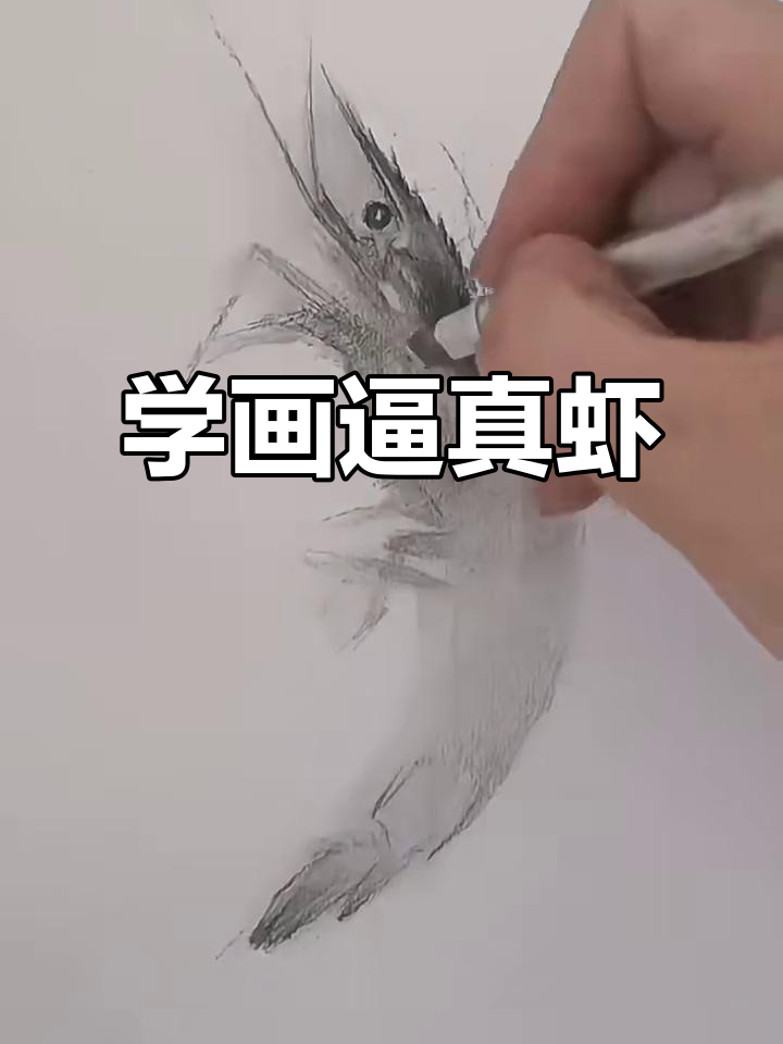 素描虾身技巧大揭秘,画出栩栩如生的龙虾