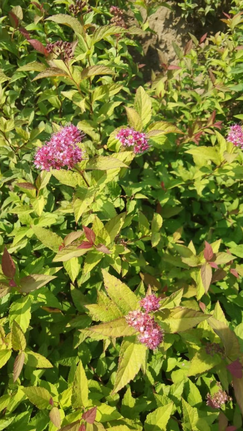 开原市智豪苗圃金山金焰扦插小苗