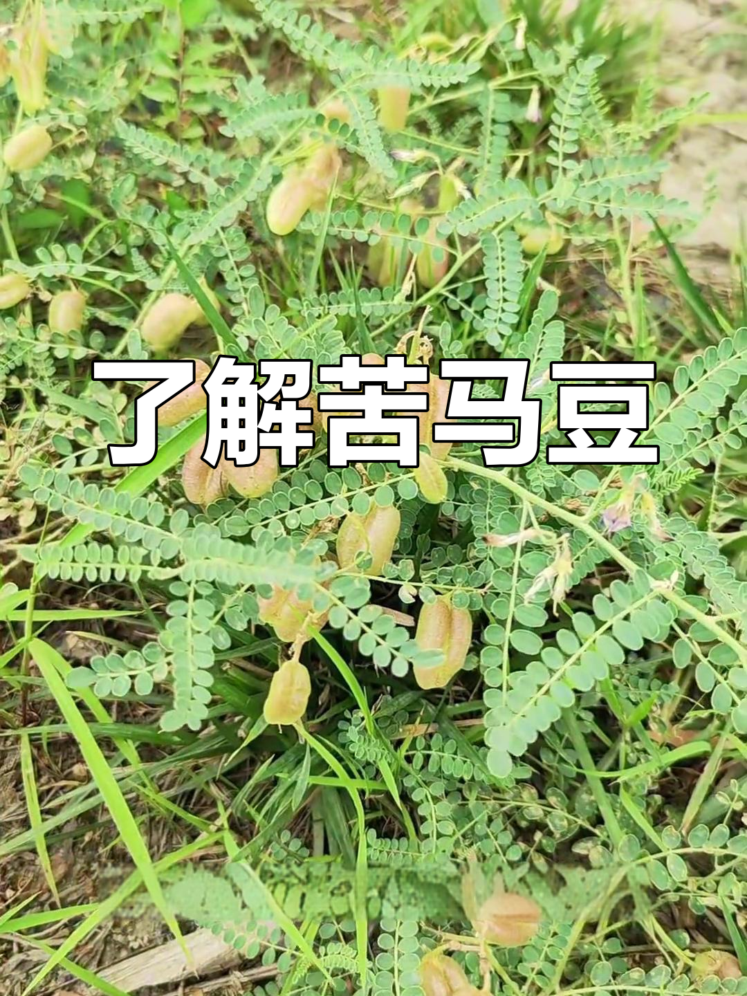 苦马豆:一种野生草本植物,探索它的独特魅力