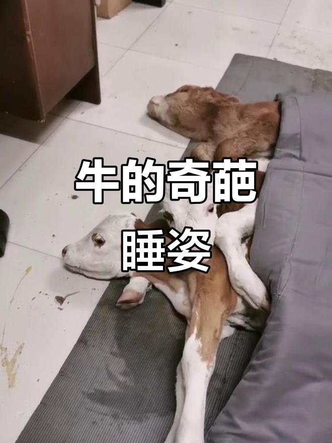 见过牛这样睡觉吗?简直笑翻了!