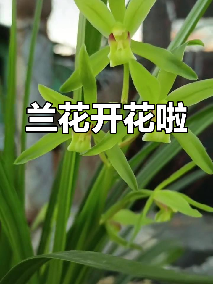 绿兰素绽放美丽花朵