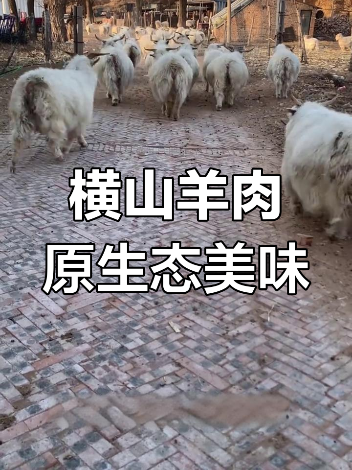 陕北横山跑山羊,肉质鲜美,生态放养让餐桌更健康