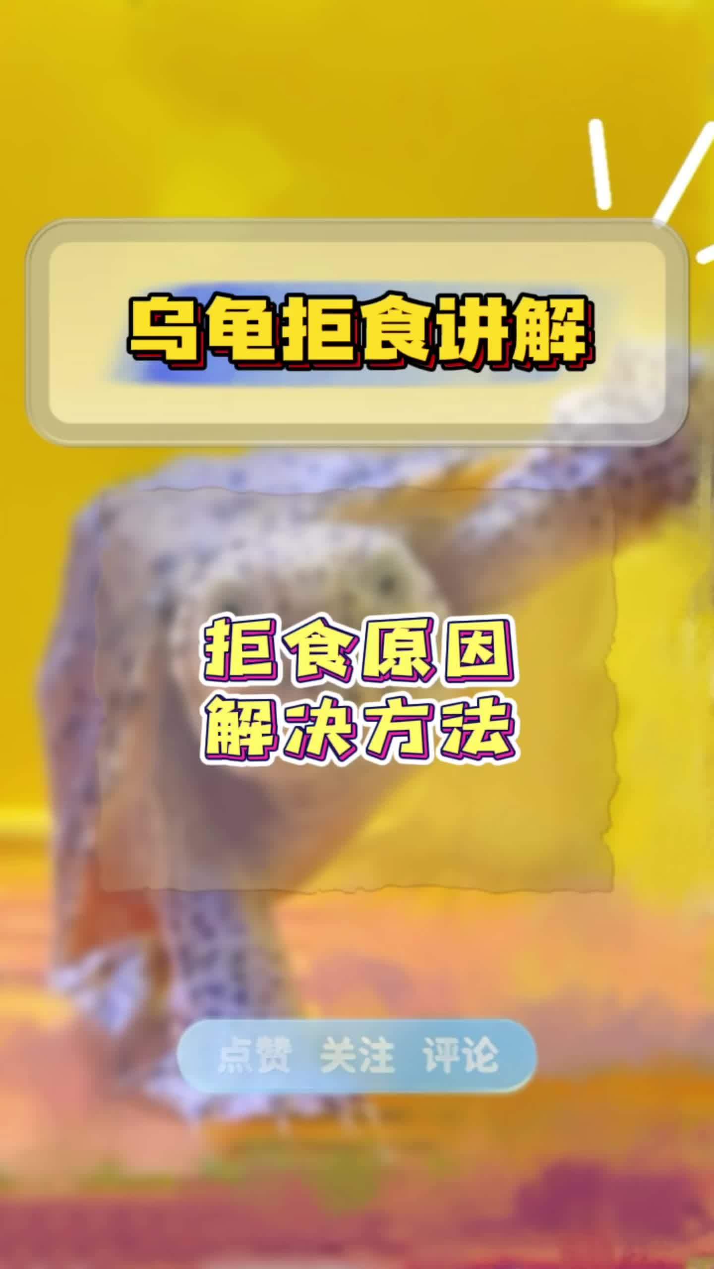 乌龟为什么不吃饲料
