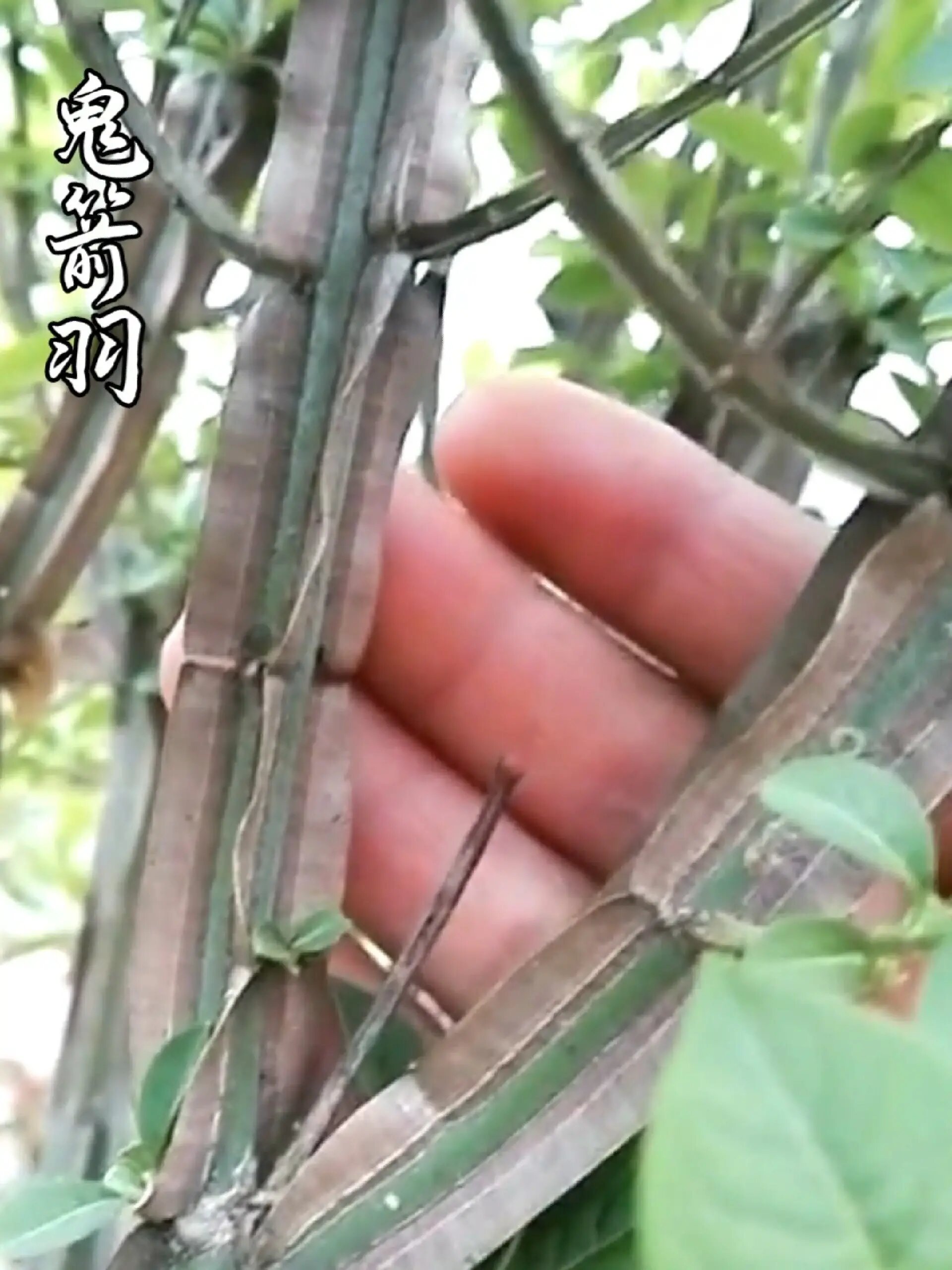 这种鬼见了都发愁的植物,它叫鬼见愁