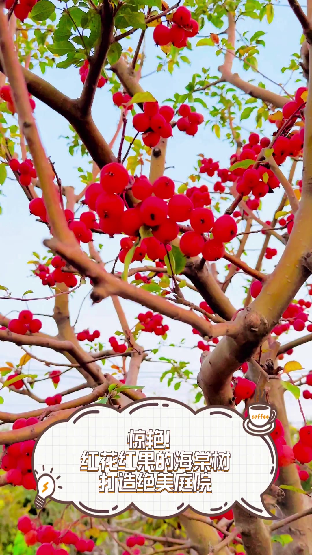 惊艳!红花红果的海棠树,打造绝美庭院