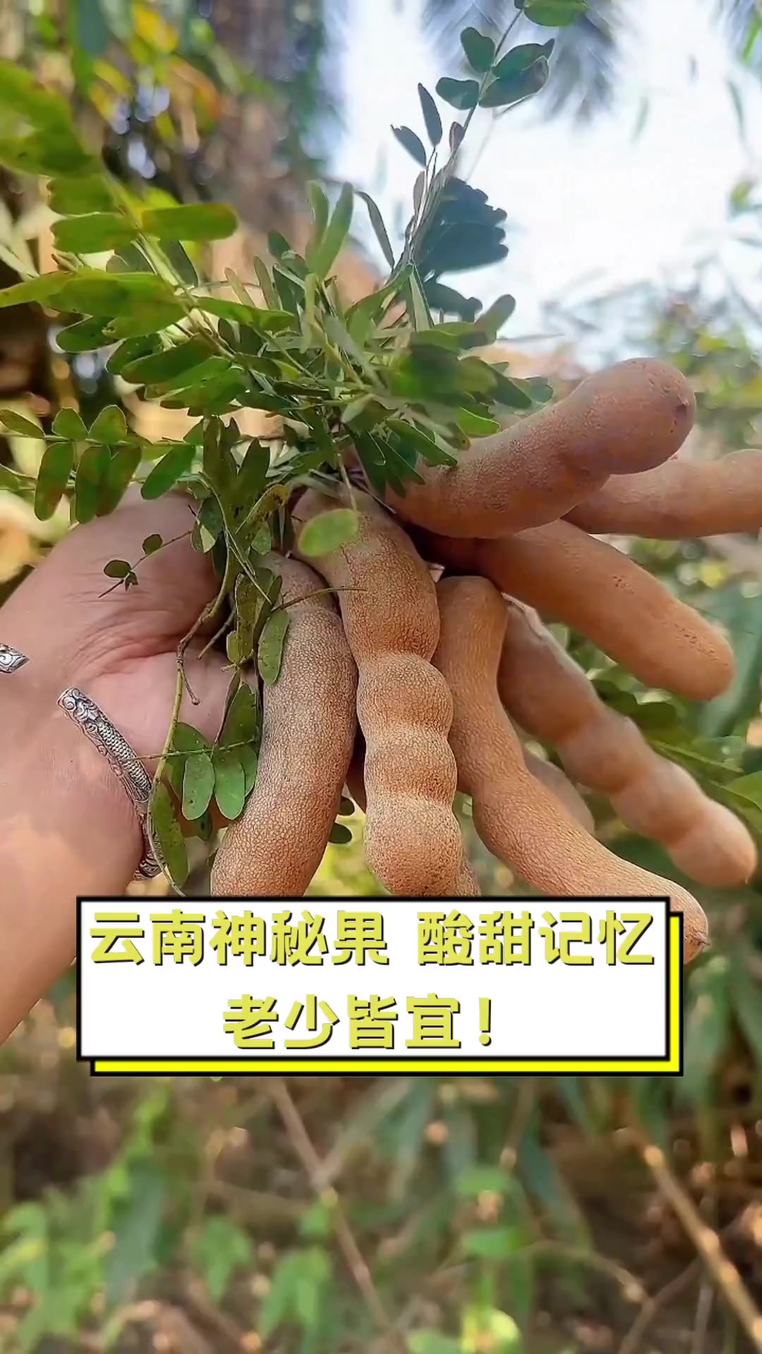云南神秘果,酸甜记忆,老少皆宜!