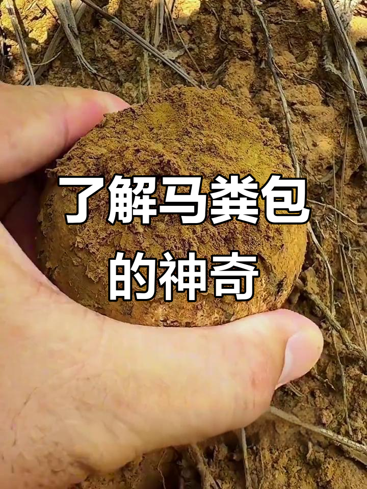 马粪包:路边常见却常被忽视的宝藏,竟有这么多用途!