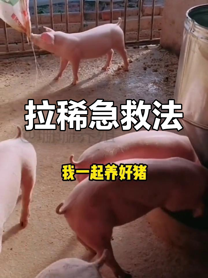 大猪拉稀偏方图片