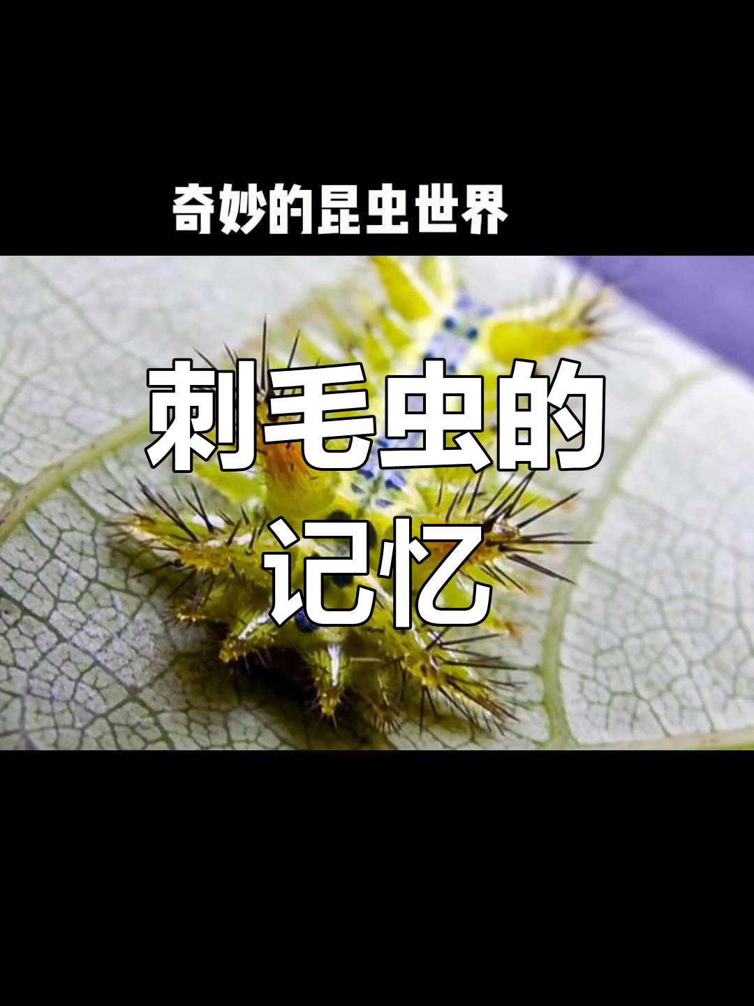 农村的刺毛虫,谁敢碰?被蛰过的感觉你还记得吗?