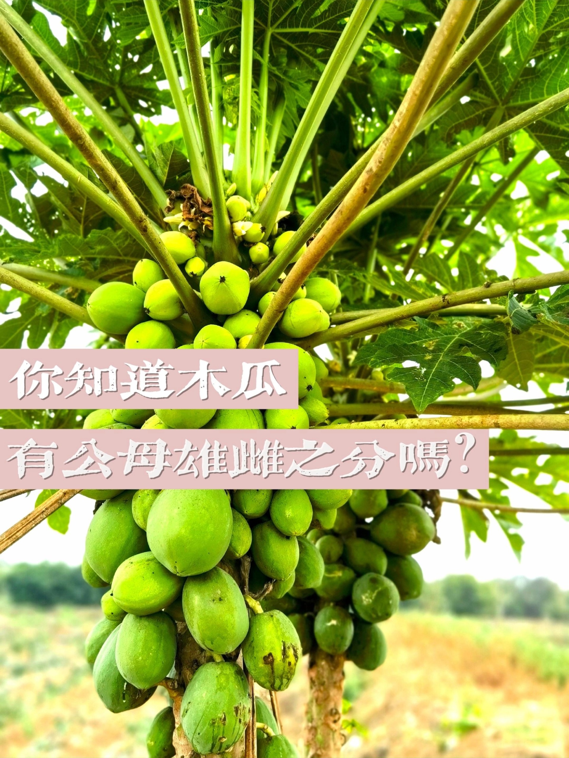 你知道木瓜有公母雄雌之分吗?田园|美颜