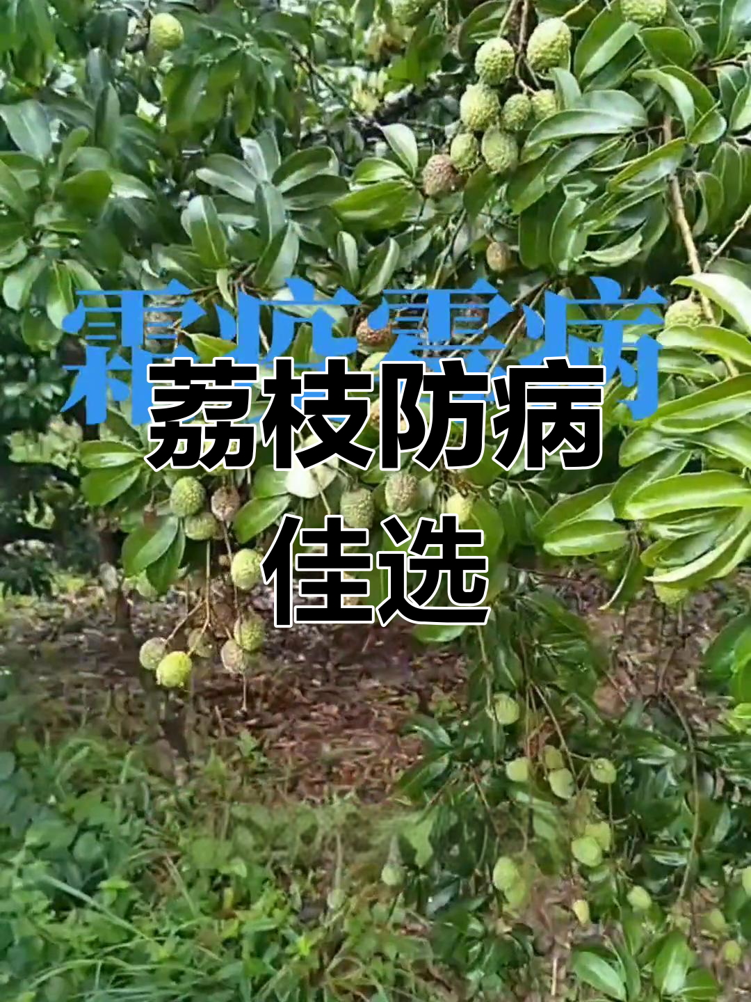 荔枝霜霉病防治技巧:抢晴天喷药减少损失