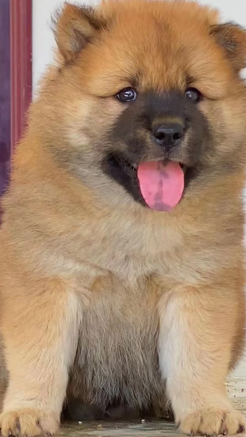 顶级原生态土松小公犬 虎头猫耳 饲养无压力 家养宠物犬-度小视