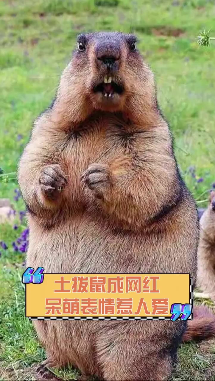 土拨鼠成网红,呆萌表情惹人爱