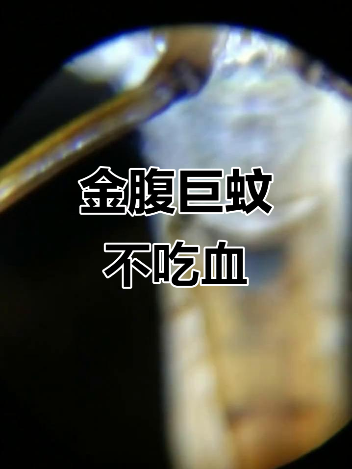 这种巨蚊能帮你消灭其他害虫