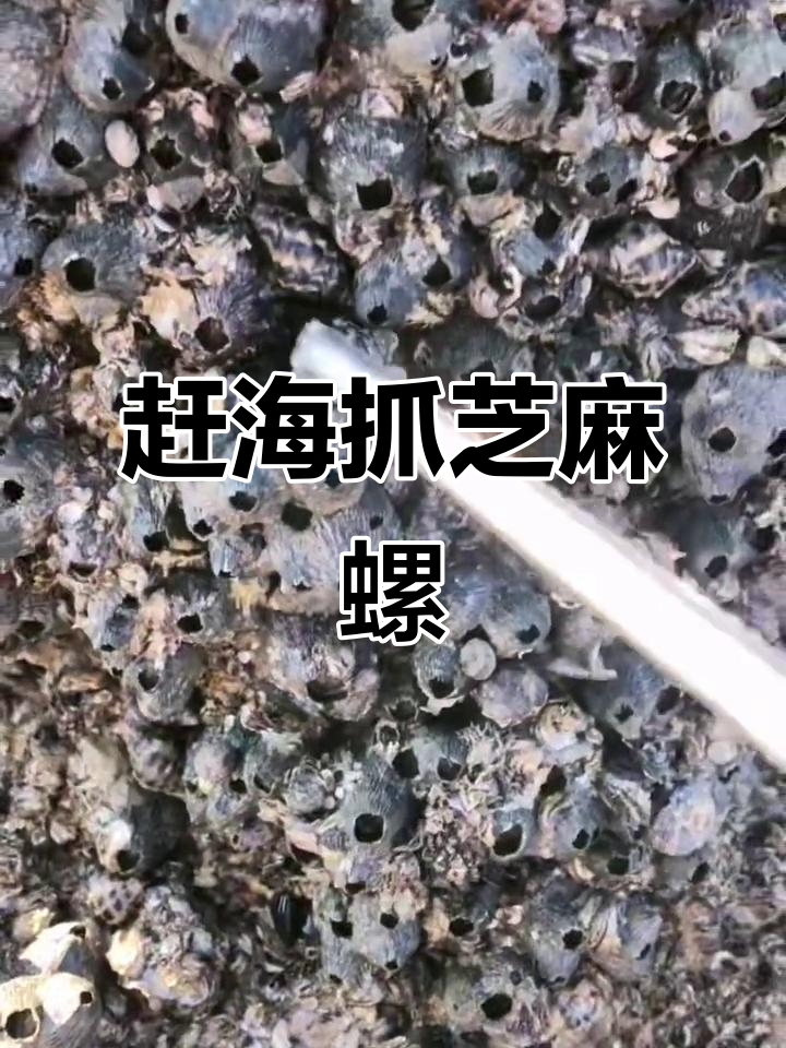 赶海捡芝麻螺,潮水退去惊喜连连