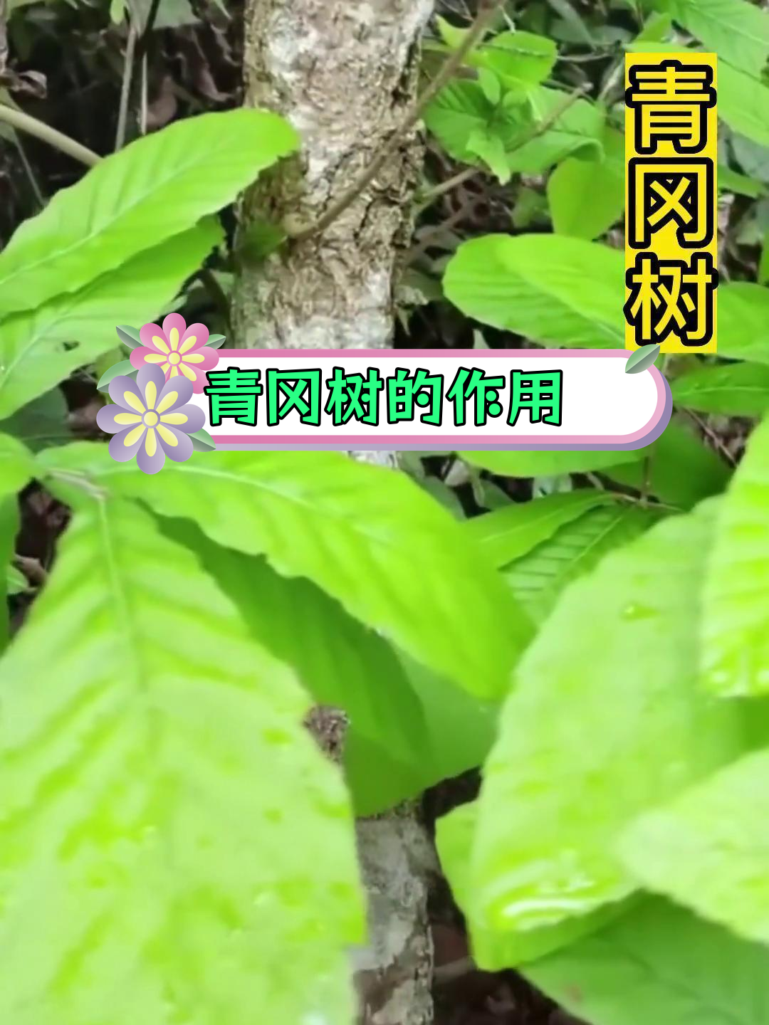 青冈树的用途与危害