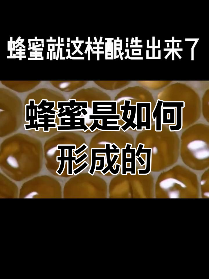 梦见蜜蜂和好多蜂蜜在一起(梦见很多蜜蜂在一起)
