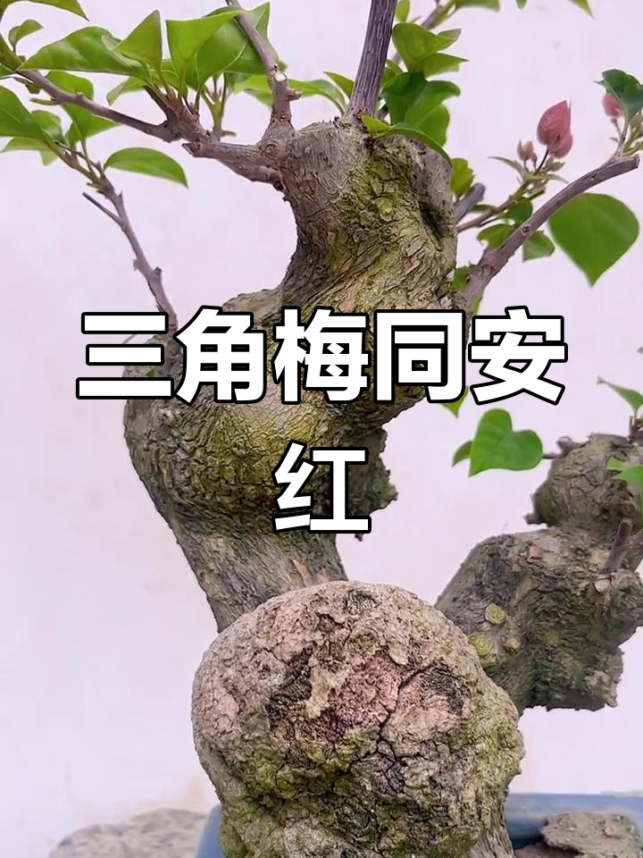 同安红三角梅盆景,一花一草皆美景
