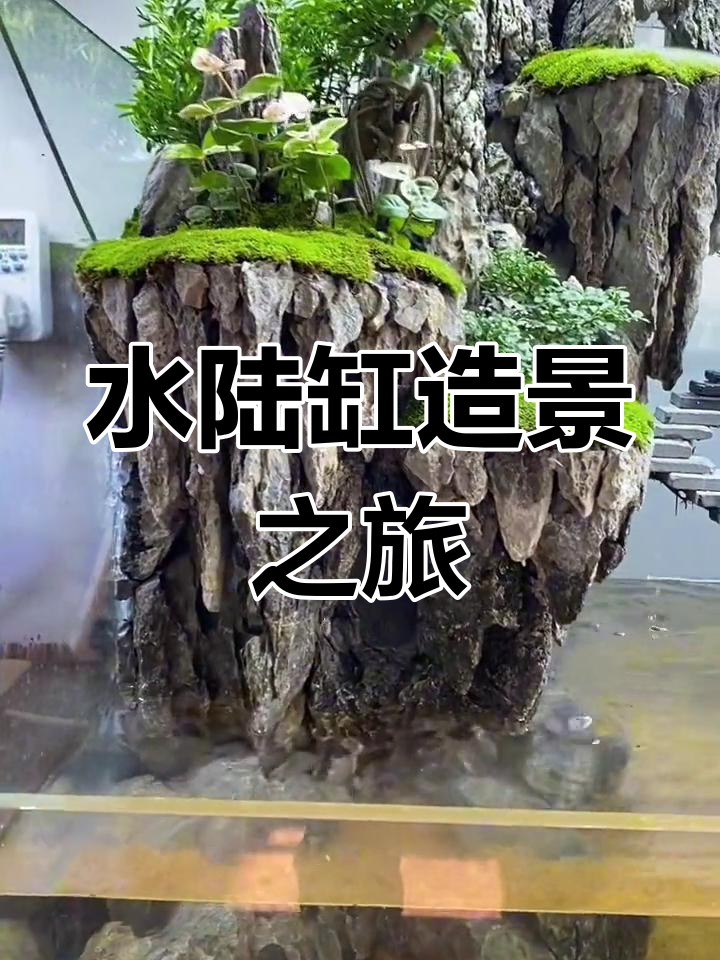 1.2米水陆缸,青龙石悬浮造型打造四川风情
