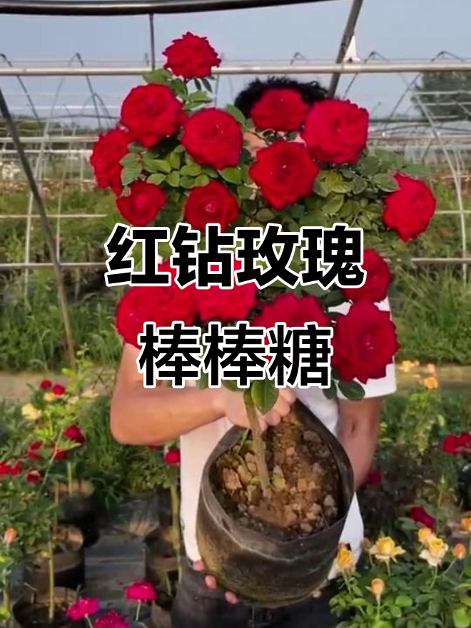 钻石玫瑰月季,红火多头开花,树桩造型独特