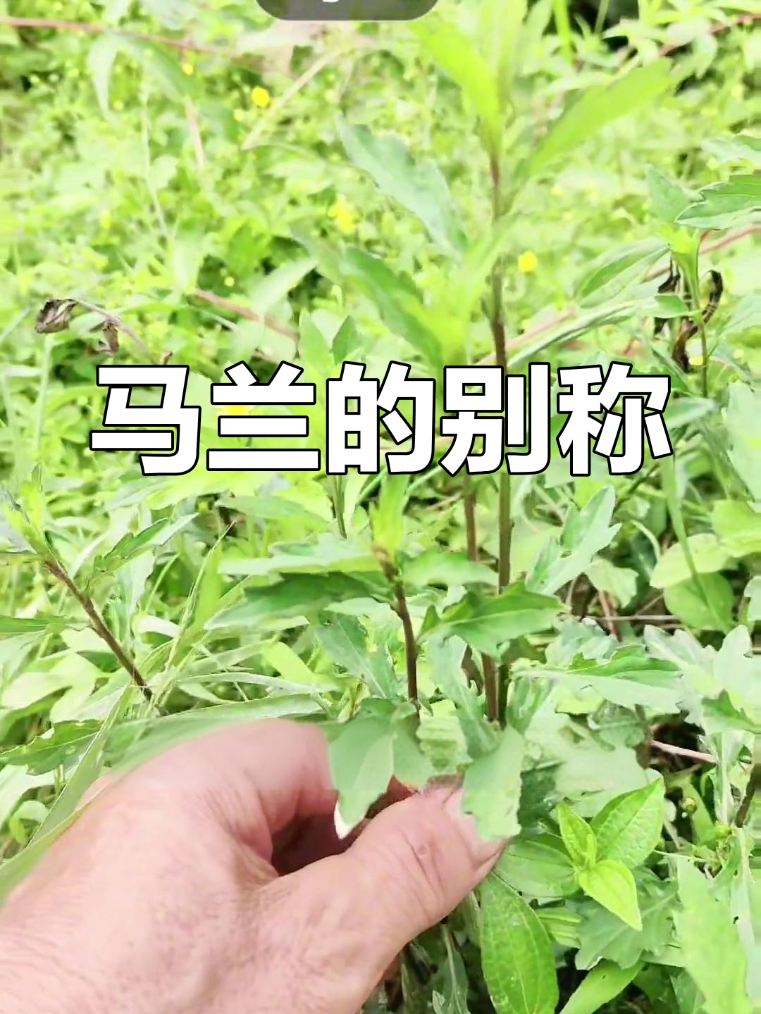 马兰,菊科草本植物,别名多样