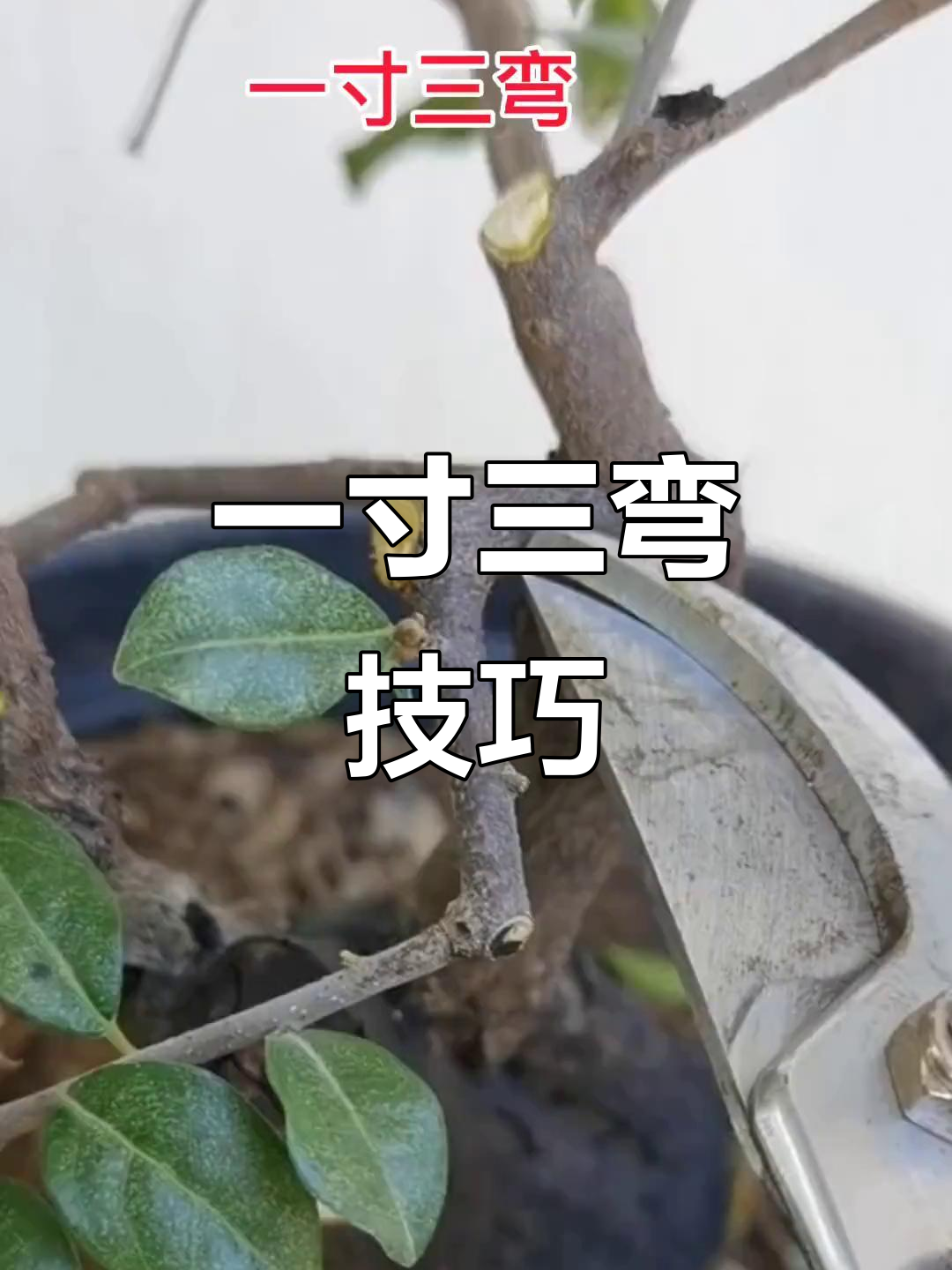 岭南技法:一寸三弯的独特魅力