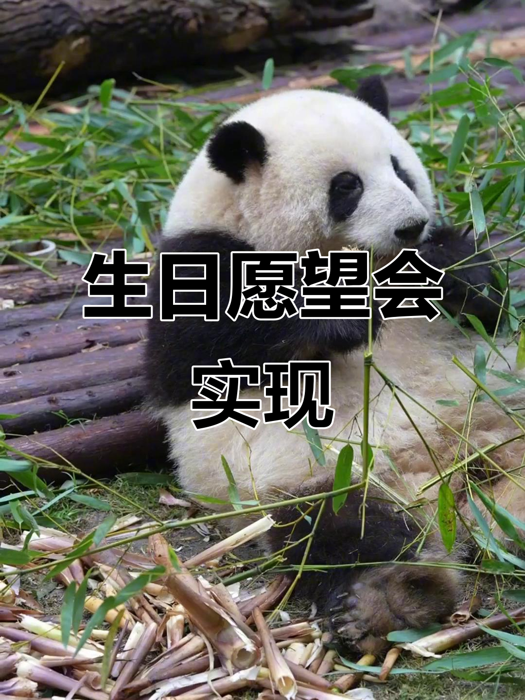 三岁生日快乐,许个愿望吧!大熊猫和花一起庆祝