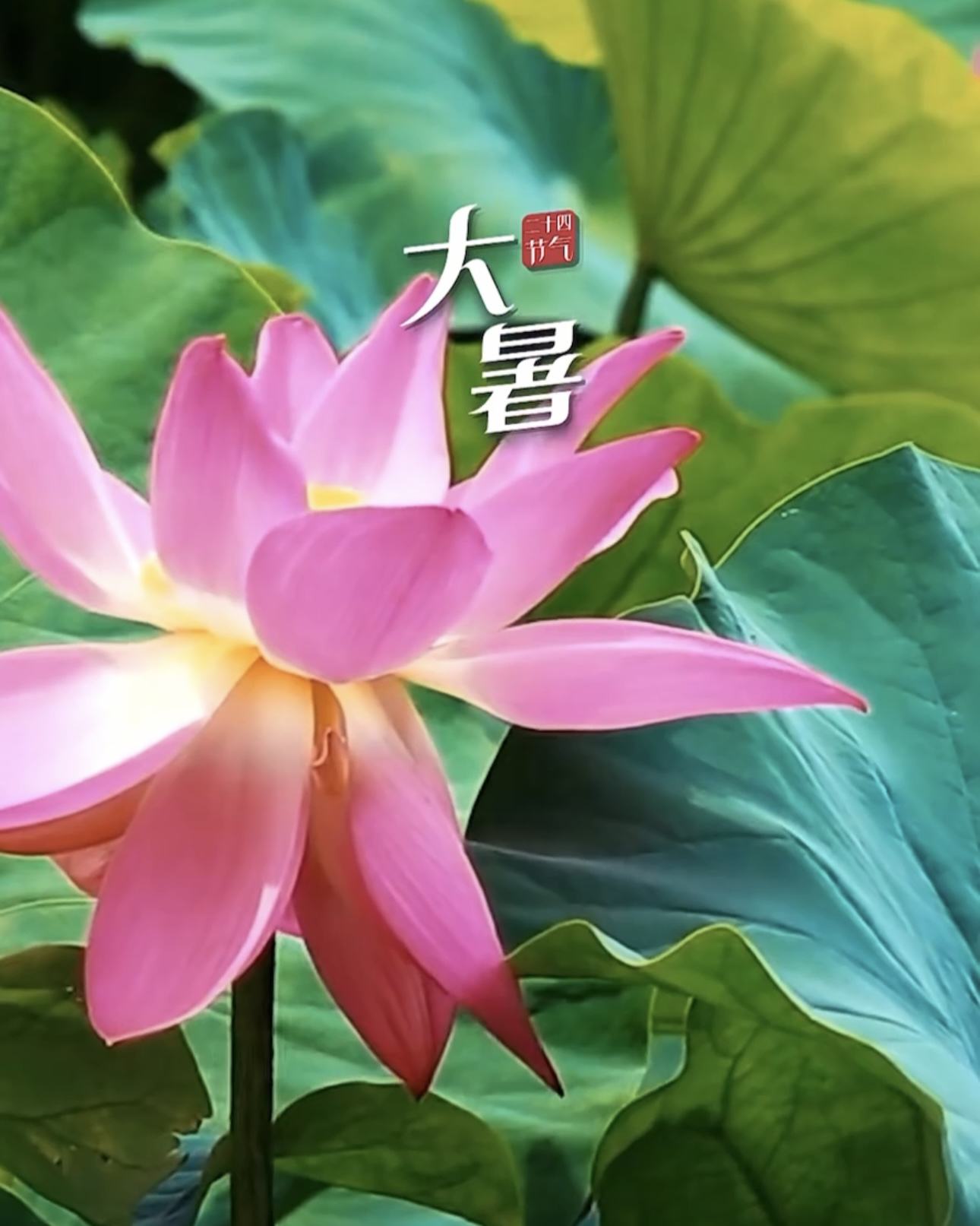 大暑,热是它的主旋律,阵阵清凉,是美妙的插曲!
