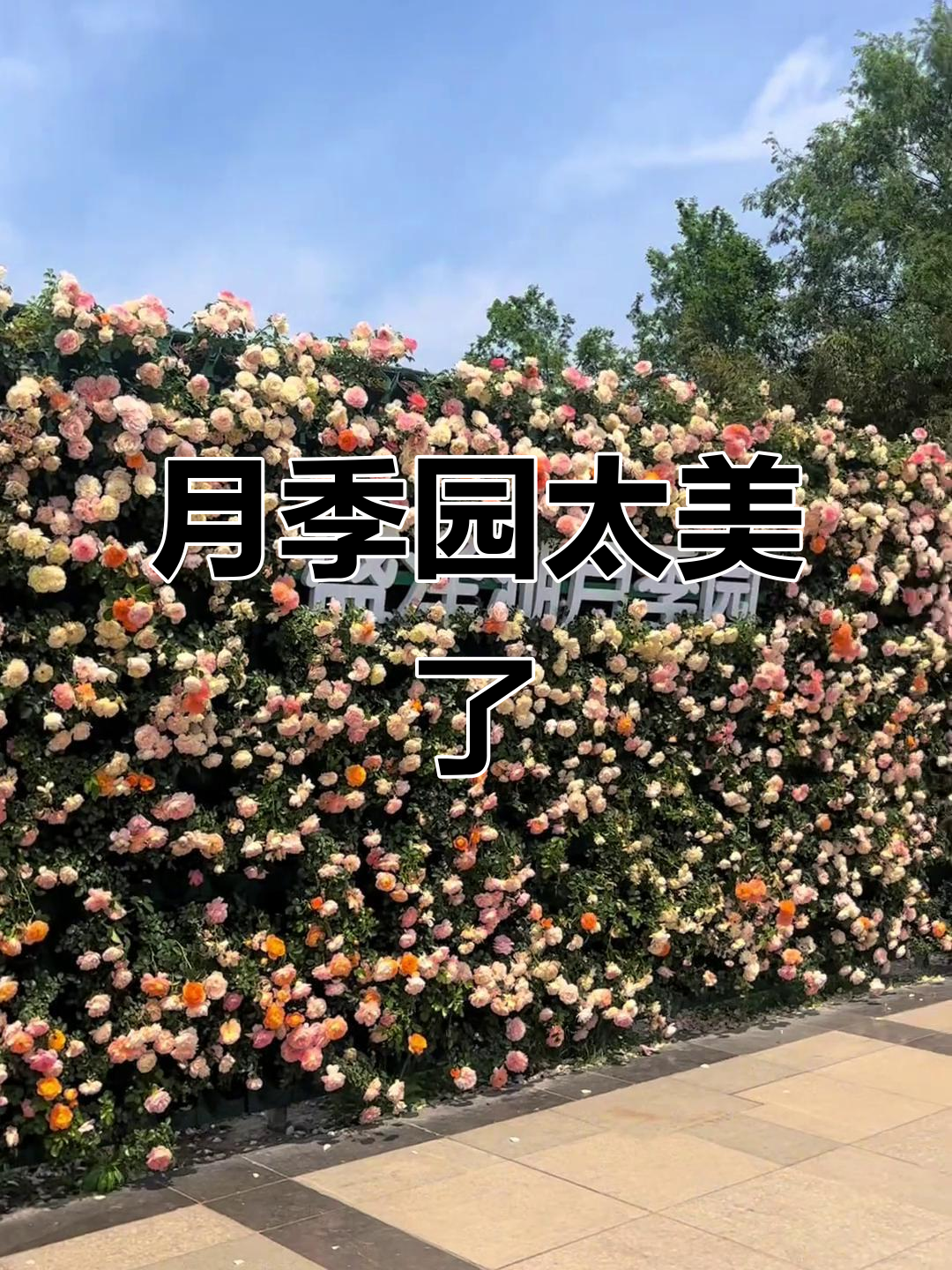 盛泽湖月季园,浪漫如画,仿佛住进了风景里