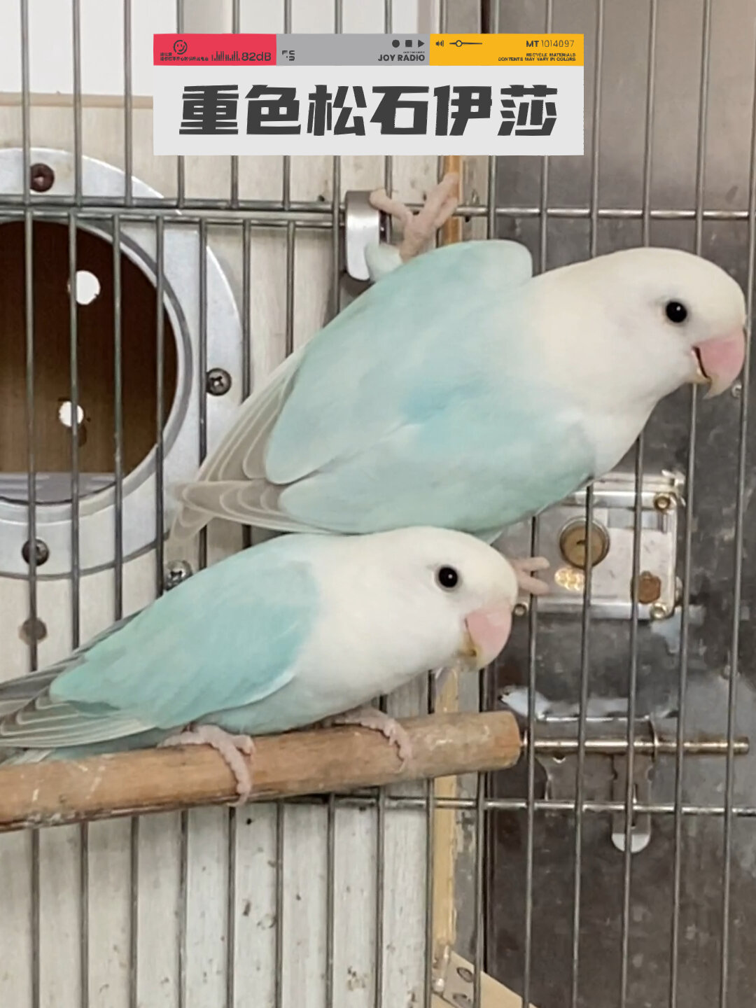 特立独行|重色松石伊莎