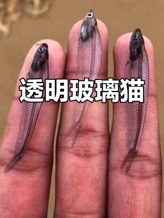 玻璃猫:透明五脏六腑,灯光下变幻色彩