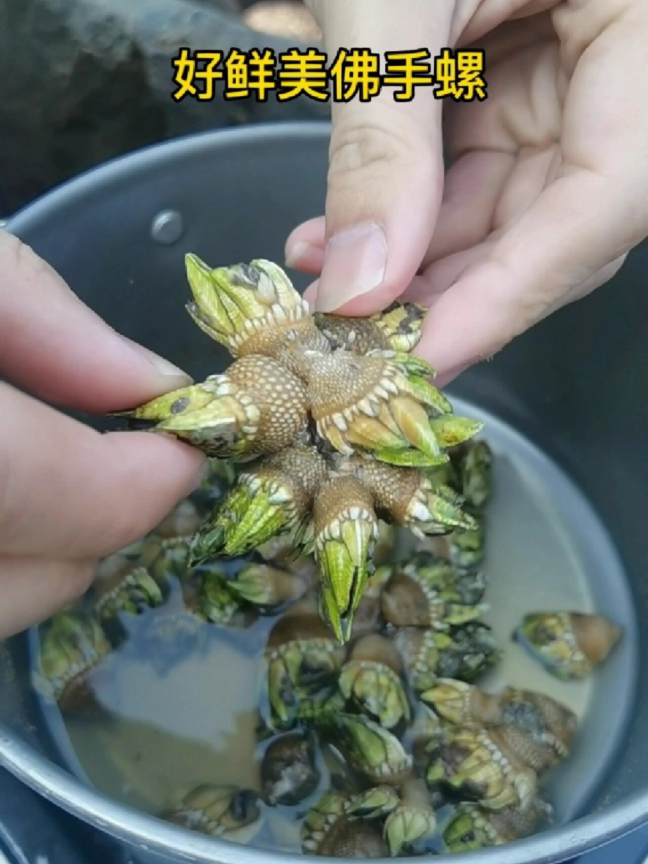 赶海现煮现吃,佛手螺这个季节比较肥美爆膏