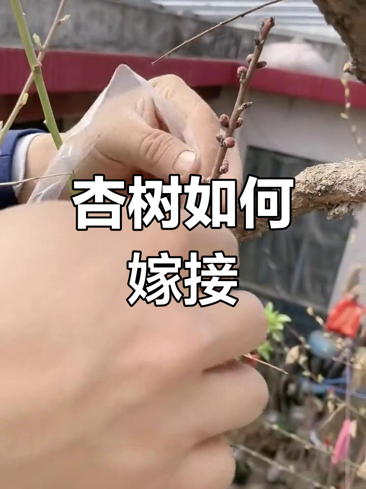 杏树嫁接技巧,轻松学会开花结果