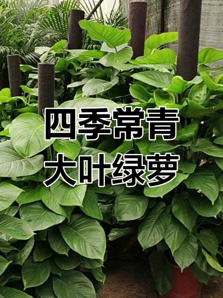 大叶绿植名称图片