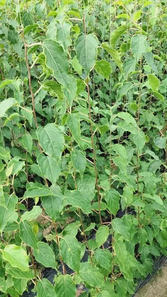 软枣猕猴桃苗,十月底就可以栽 软枣猕猴桃苗秋天落叶以后完成养分回流