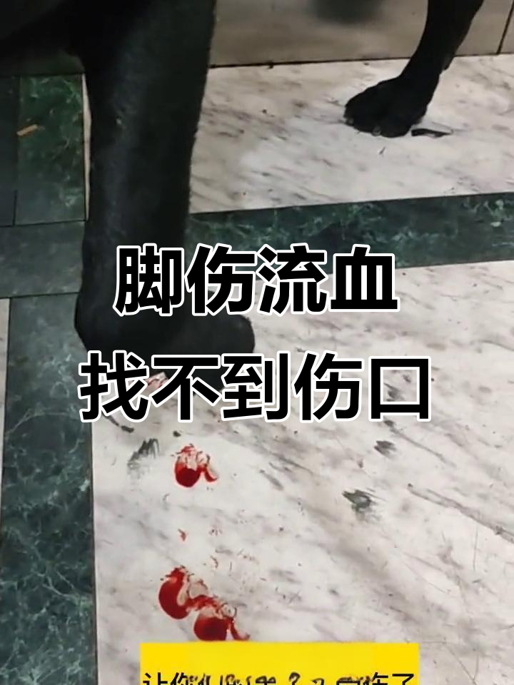 脚受伤流血,心疼不已,伤口究竟在哪?