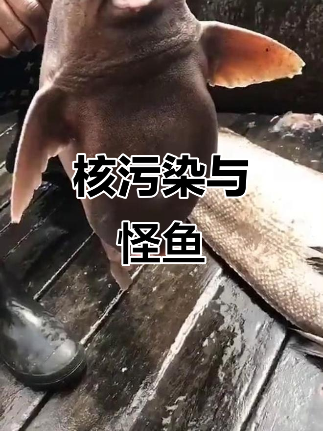 这种怪鱼出现,让人怀疑核污水影响,未来会变成啥样?