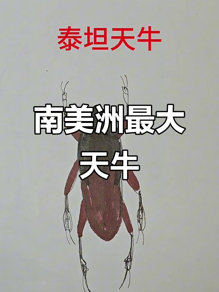 泰坦天牛:南美巨型飞行怪兽,能咬断铅笔和树枝