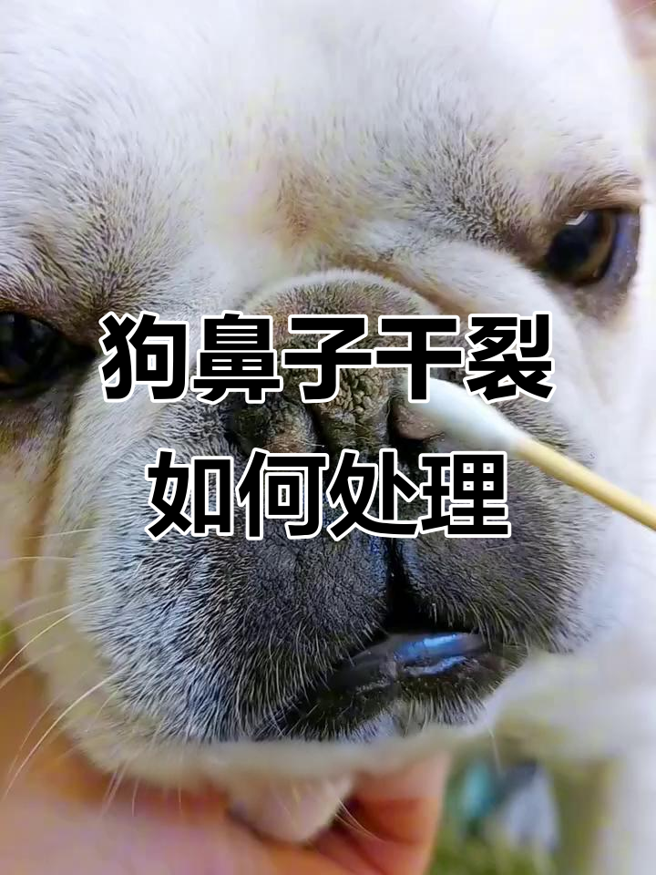 冬季干燥?狗狗鼻子干裂怎么办,教你快速修复方法