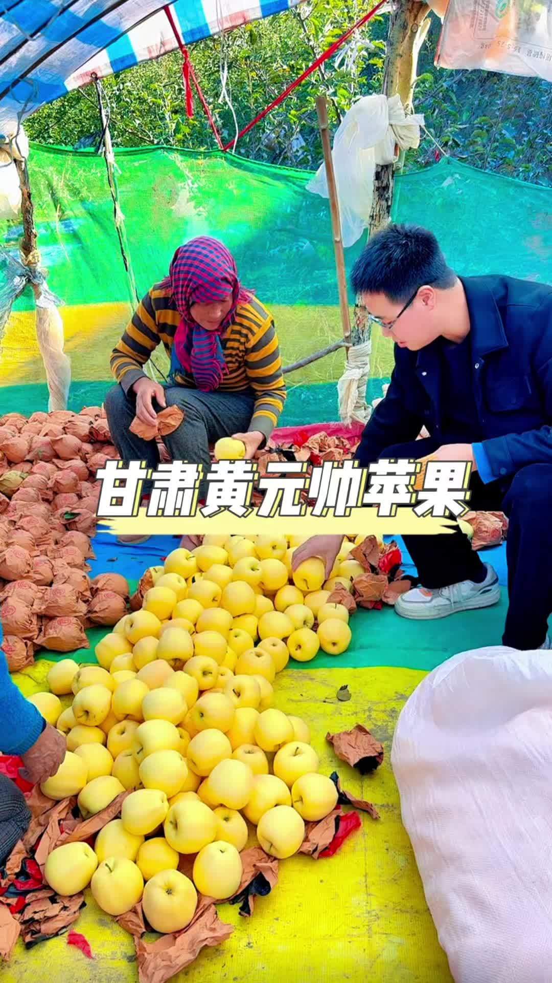 甘肃黄元帅苹果熟了,粉面香甜,一口咬下去满是小时候的味道 创作灵感