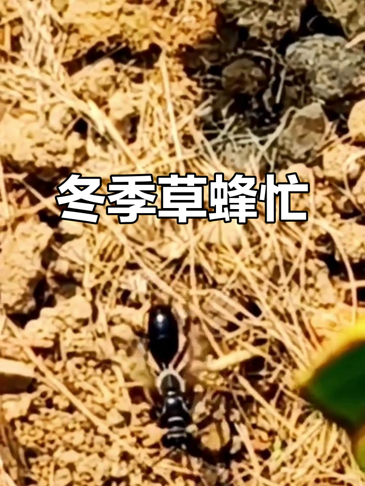 冬天来临,草蜂忙碌筑巢,愿它温暖过冬