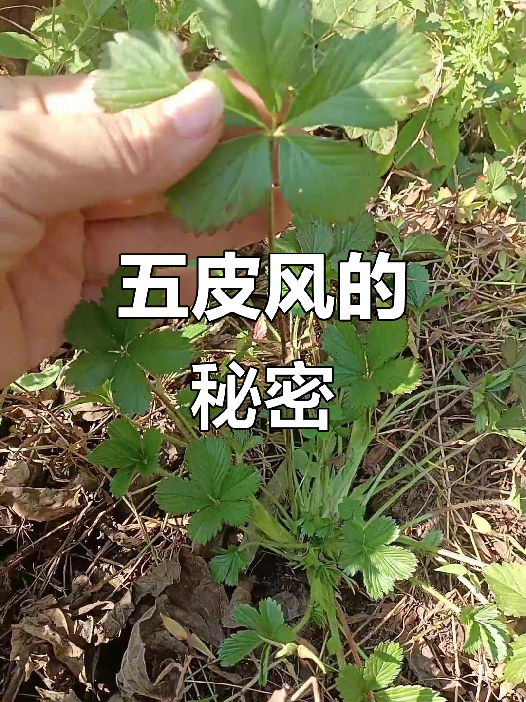 五皮风:大自然的神奇植物,你了解它的能量吗?