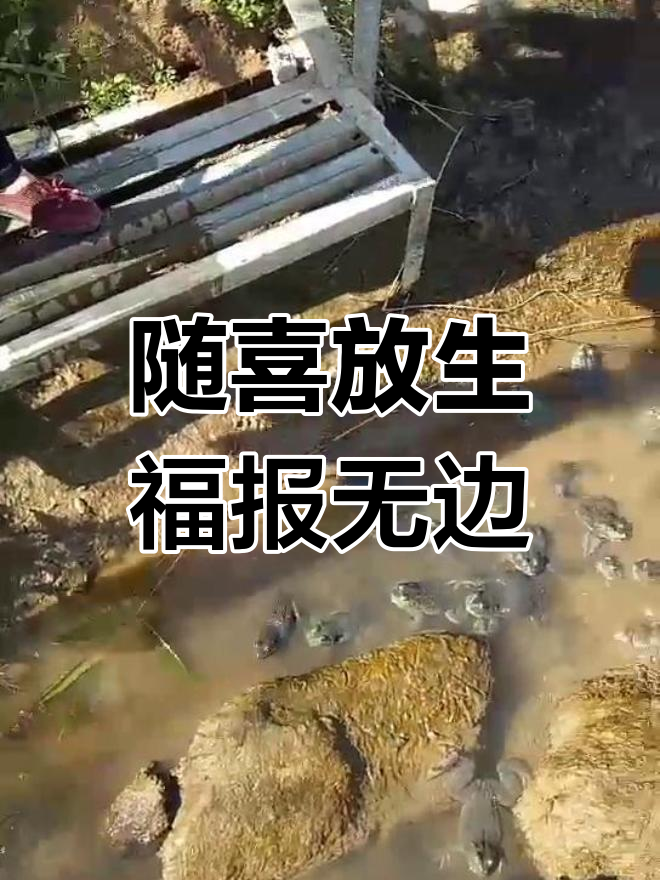 放生积德,随喜放生的意义与功德