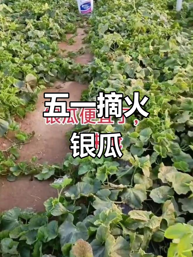 青州特产火银瓜,五一必试新鲜采摘园