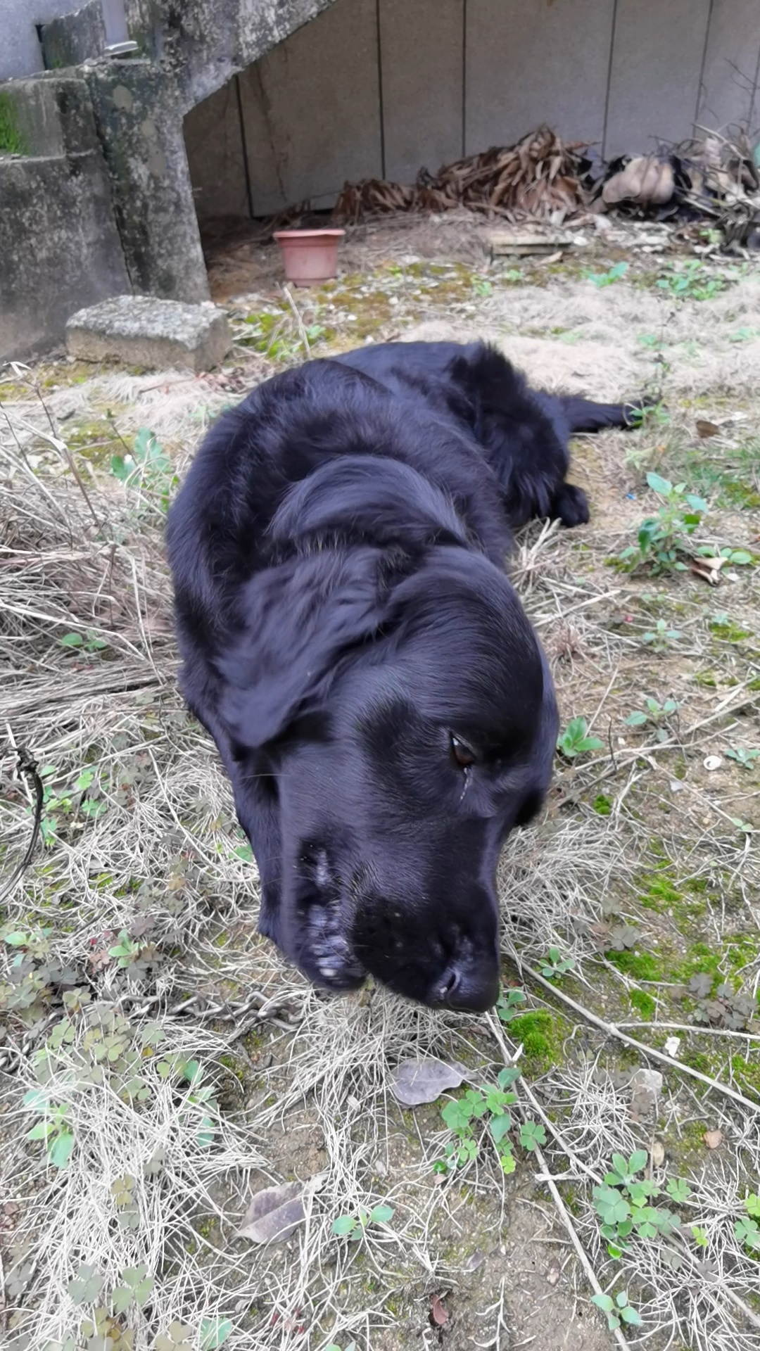 平毛巡回猎犬